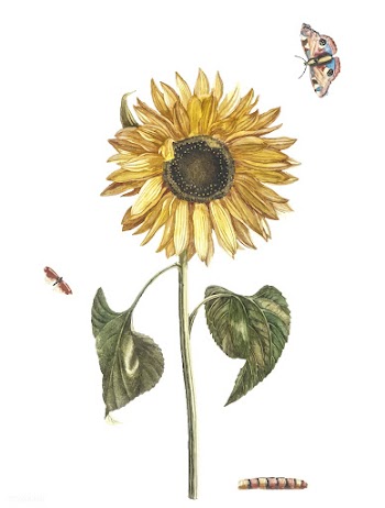 Vintage illustration of a sunflower, a caterp.. | Free stock vector - 515370