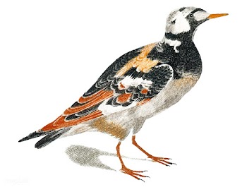 Vintage illustration of a Turnstone | Free stock vector - 515011