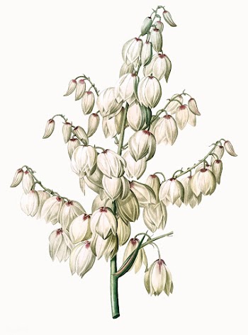 Vintage Illustration of Aloe yucca | Free stock vector - 502240