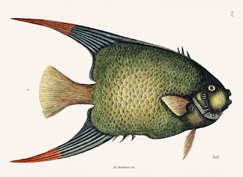 Vintage illustration of Angel Fish (An Acarau.. | Free stock illustration - 329936