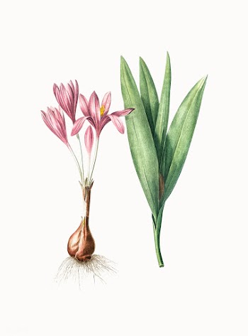 Vintage Illustration of Autumn crocus | Free stock vector - 501984