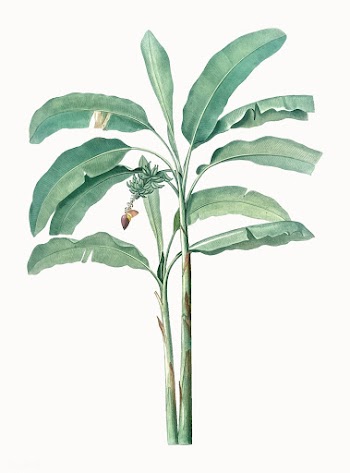 Vintage Illustration of Banana tree | Free stock vector - 502350