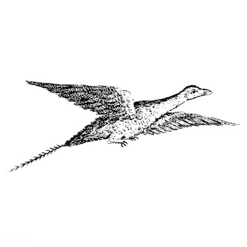 Vintage illustration of Bird | Free stock vector - 523790