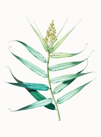 Vintage Illustration of Bush cane | Free stock vector - 502030