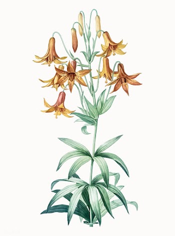 Vintage Illustration of Canada lily | Free stock vector - 502097