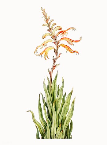 Vintage illustration of Crocosmia | Free stock vector - 501384