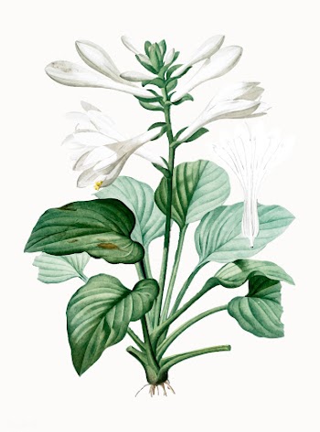 Vintage Illustration of Daylily | Free stock vector - 501501