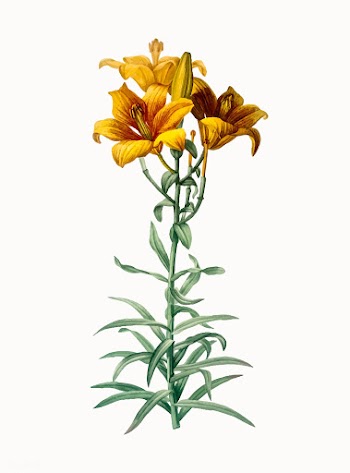 Vintage Illustration of Fire lily | Free stock vector - 501947