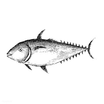 Vintage illustration of Fish | Free stock vector - 523774