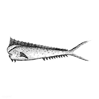 Vintage illustration of Fish | Free stock vector - 523853
