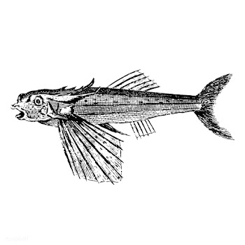 Vintage illustration of Fish | Free stock vector - 523861
