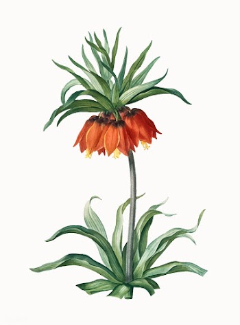 Vintage Illustration of Fritillaries | Free stock vector - 501752
