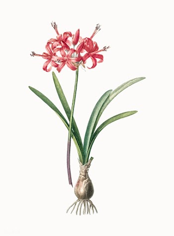 Vintage Illustration of Guernsey lily | Free stock vector - 501520