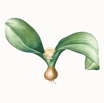 Vintage Illustration of Hedgehog lily | Free stock vector - 502310