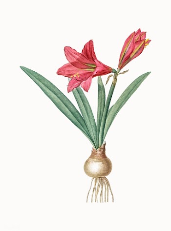 Vintage Illustration of Hippeastrum | Free stock vector - 501551