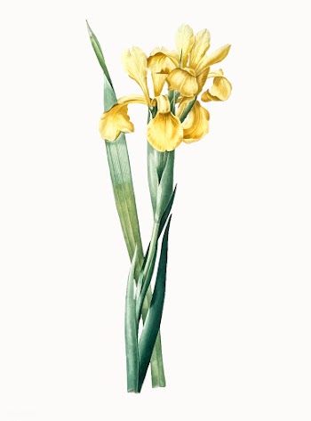 Vintage Illustration of Iris Monnieri | Free stock vector - 502125