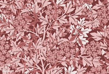 Vintage Illustration of Jasmine. | Free stock vector - 496258