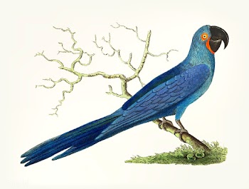 Vintage illustration of long-tailed deep-blue.. | Free stock vector - 404206