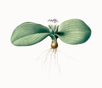 Vintage Illustration of Massonia pustulata | Free stock vector - 501909