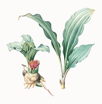 Vintage Illustration of Paintbrush lily | Free stock vector - 502191