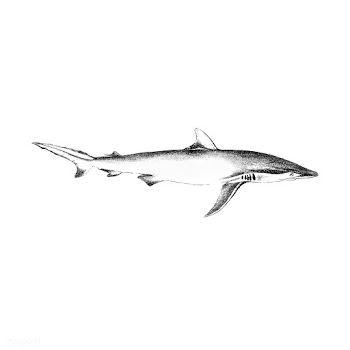 Vintage illustration of Shark | Free stock vector - 523737