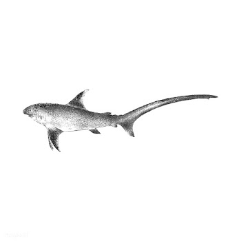 Vintage illustration of Shark | Free stock vector - 523744