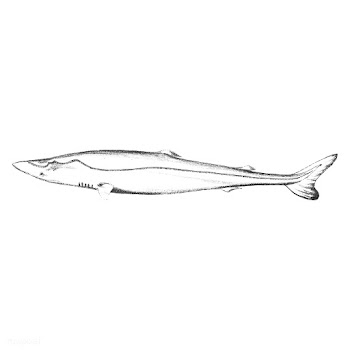 Vintage illustration of Shark | Free stock vector - 523752