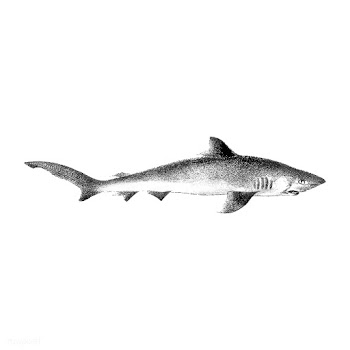 Vintage illustration of Shark | Free stock vector - 523807