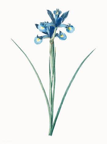 Vintage Illustration of Spanish iris | Free stock vector - 501994
