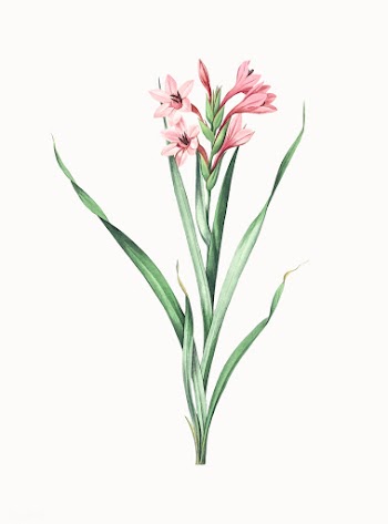 Vintage Illustration of Sword lily | Free stock vector - 502151