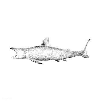 Vintage illustration of The Basking Shark | Free stock vector - 523810