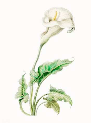 Vintage illustration of White arum. | Free stock vector - 501381