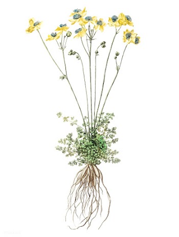 Vintage illustration of yellow flowers with r.. | Free stock vector - 515340