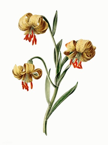 Vintage illustration of Yellow lilies | Free stock vector - 503808