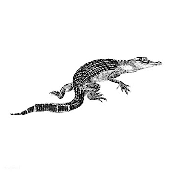 Vintage illustrations of Alligator | Free stock vector - 523762