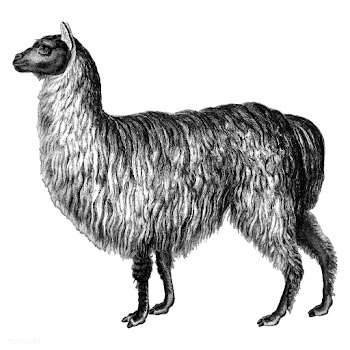 Vintage illustrations of Alpaca | Free stock vector - 523844