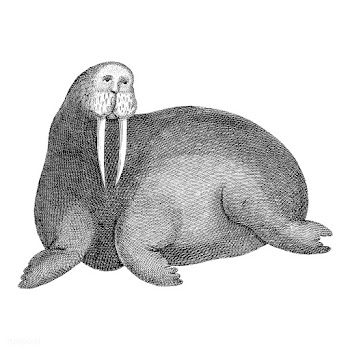 Vintage illustrations of Arctic walrus | Free stock vector - 523903