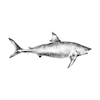 Vintage illustrations of Basking Shark | Free stock vector - 523698