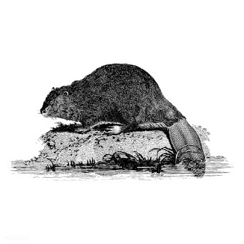 Vintage illustrations of Beaver | Free stock vector - 523717