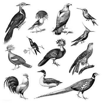 Vintage illustrations of Birds | Free stock vector - 523761