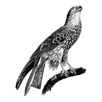 Vintage illustrations of Black kite | Free stock vector - 523732