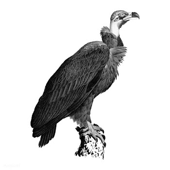 Vintage illustrations of Brown Vulture | Free stock vector - 523719