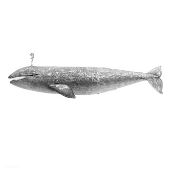 Vintage illustrations of California Gray Whal.. | Free stock vector - 523773