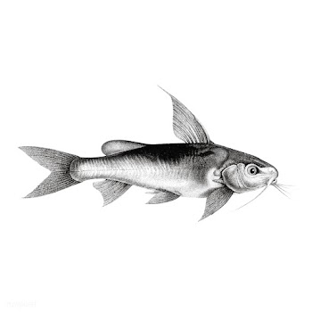 Vintage illustrations of Chrysichthys auratus | Free stock vector - 523791