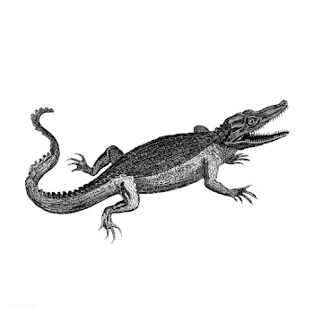 Vintage illustrations of Crocodile | Free stock vector - 523769