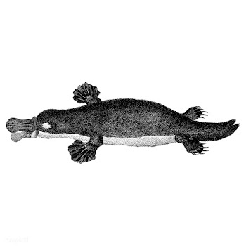 Vintage illustrations of Duck-billed platypus | Free stock vector - 523733