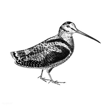 Vintage illustrations of Eurasian Woodcock | Free stock vector - 523696