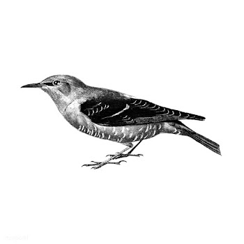 Vintage illustrations of Fieldfare | Free stock vector - 523695