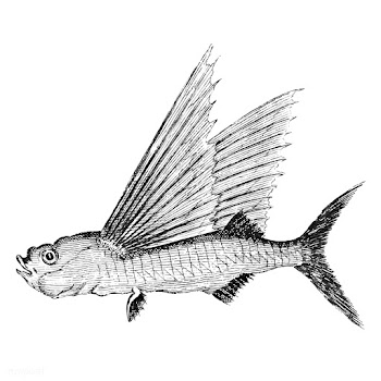 Vintage illustrations of Fish | Free stock vector - 523794