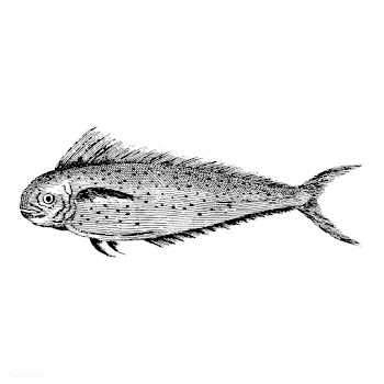 Vintage illustrations of Fish | Free stock vector - 523825